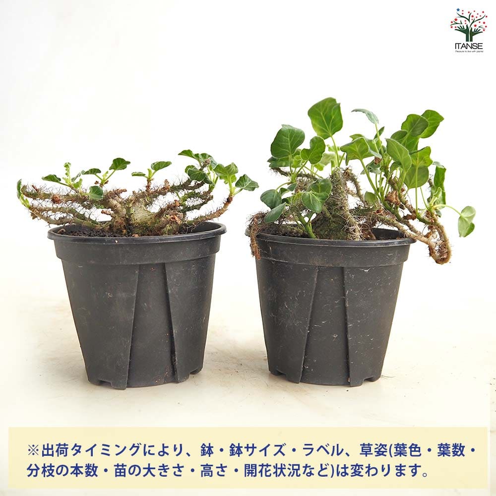 ヤトロファ マルギナータ 【多肉植物 4号／1個売り】｜ 【植物の