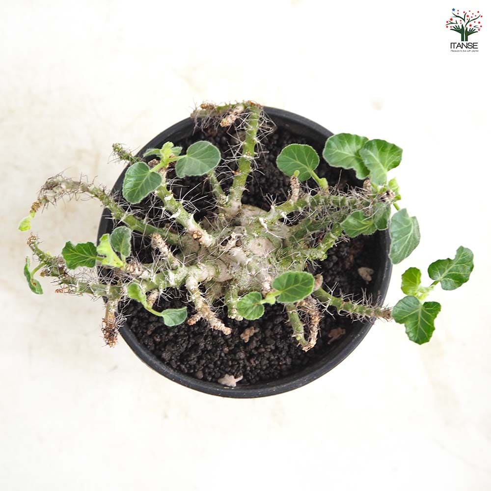 ヤトロファ マルギナータ 【多肉植物 4号／1個売り】｜ 【植物の