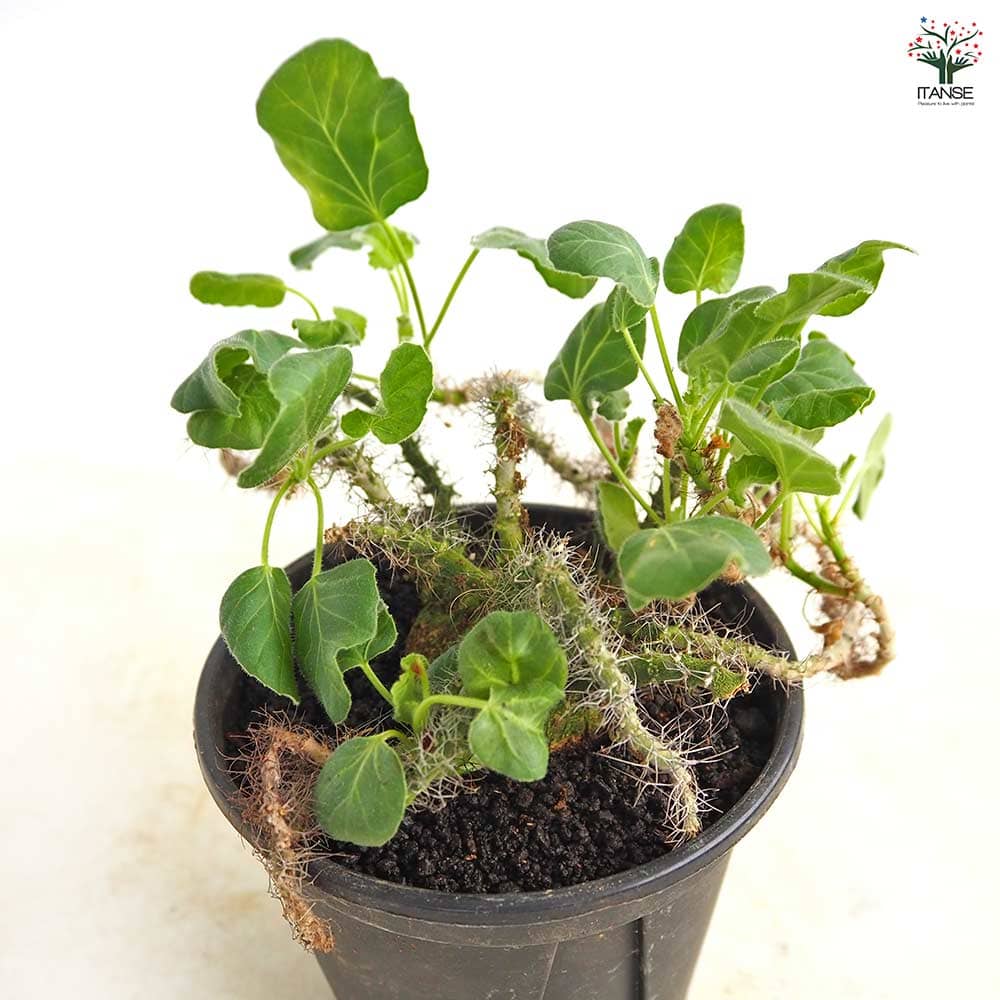 珍奇植物 ヤトロファ マルギナータ ヤトロファ マルギナータ 【多肉植物 4号／1個売り】｜ 【植物の