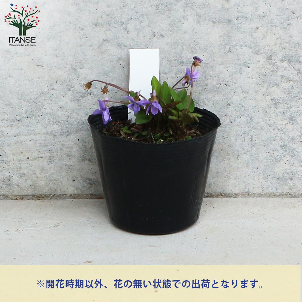 宿根日本スミレ 八竜小すみれ【花苗 3.5号ポット／お買い得2個セット