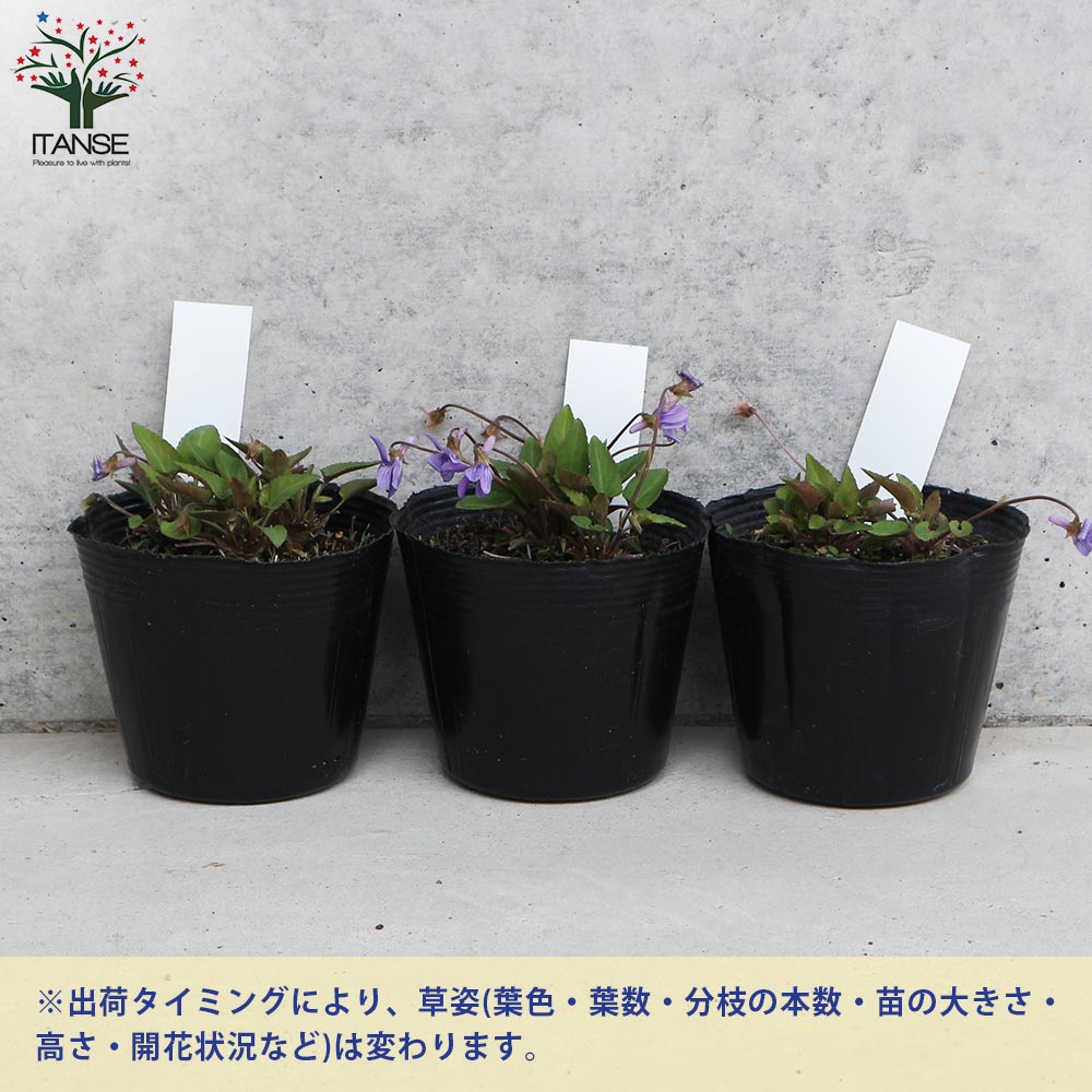 すみれ図鑑 ポット苗 よく咲くすみれ 選べる♪3色 3寸ポット | 鉢