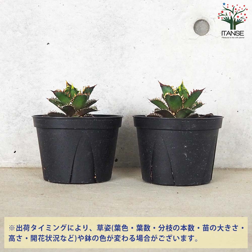 アガベ チタノタ レッド・キャットウィーズル【多肉植物 5号鉢