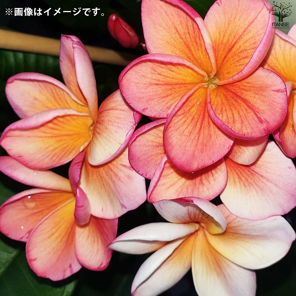 プルメリア苗木 品種：デザートサンライズ【花苗 5号鉢／1個売り