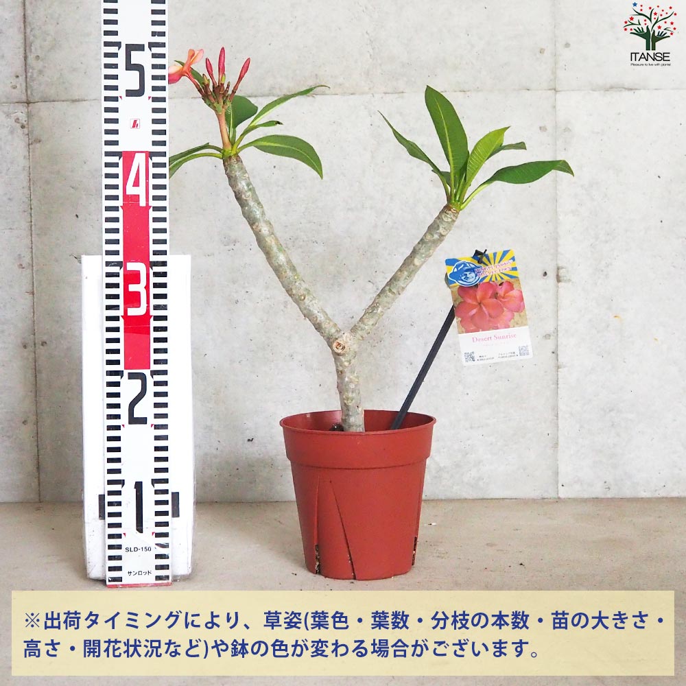 プルメリア苗木 品種：デザートサンライズ【花苗 5号鉢／1個売り