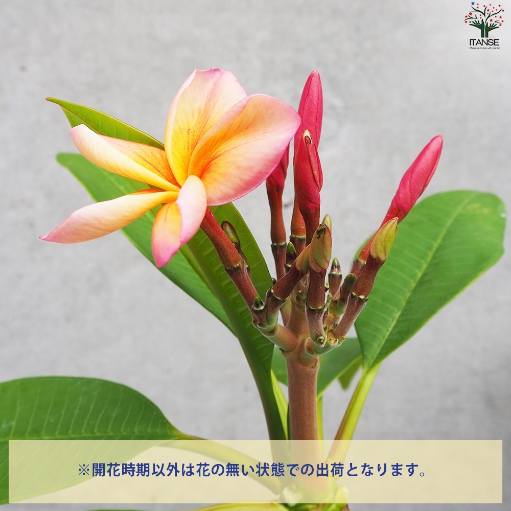 プルメリア苗木 品種：デザートサンライズ【花苗 5号鉢／1個売り