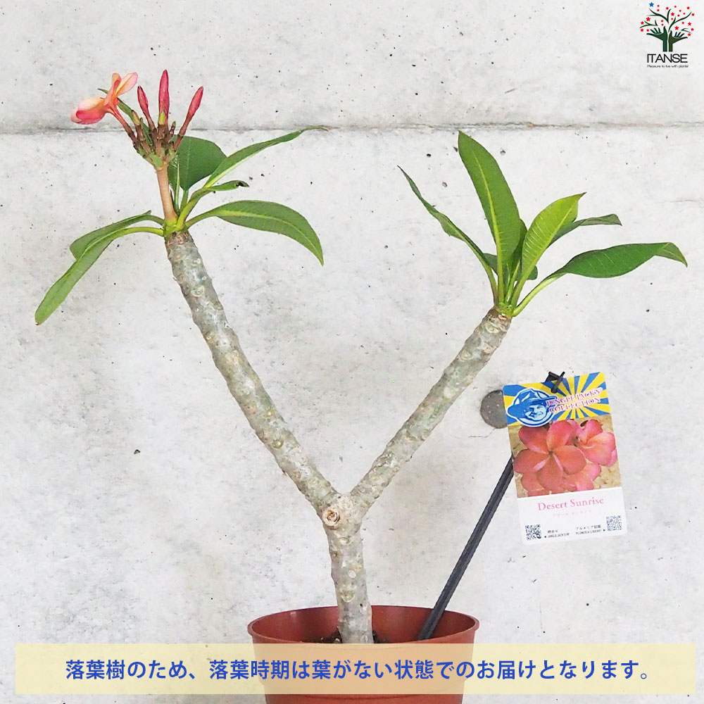 変葉木さま専用 チャメドレア プルモーサ　現品　超大株 プルモーサ　現品　超大株 チャメドレア 変葉木さま専用