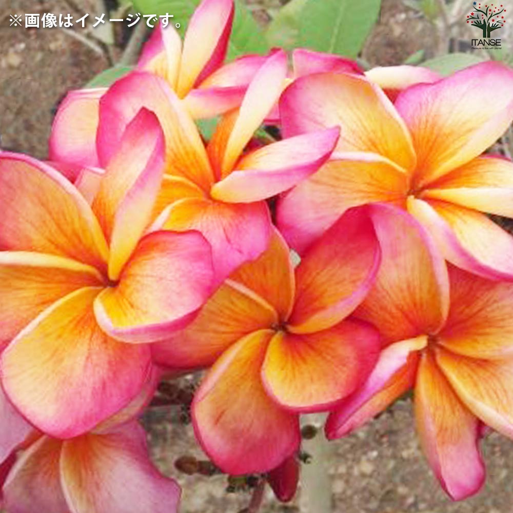 プルメリア苗木 品種：デザートサンライズ【花苗 5号鉢／1個売り