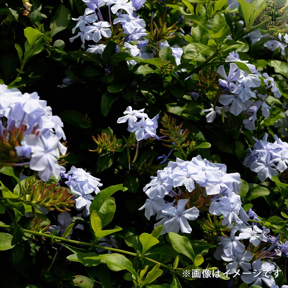 プルンバーゴ ルリマツリ【花苗 5号鉢／1個売り】｜ 【植物の