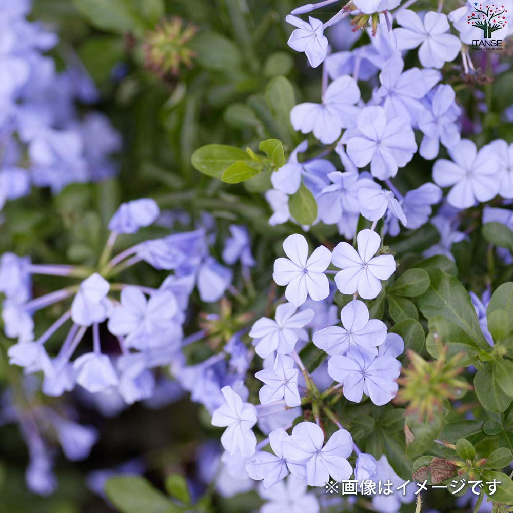 プルンバーゴ ルリマツリ【花苗 5号鉢／1個売り】｜ 【植物の