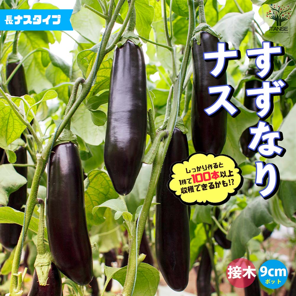 ナスの苗 すずなりトロトロなす(長ナスタイプ) 接木苗2個~【野菜の苗 9cmポット】