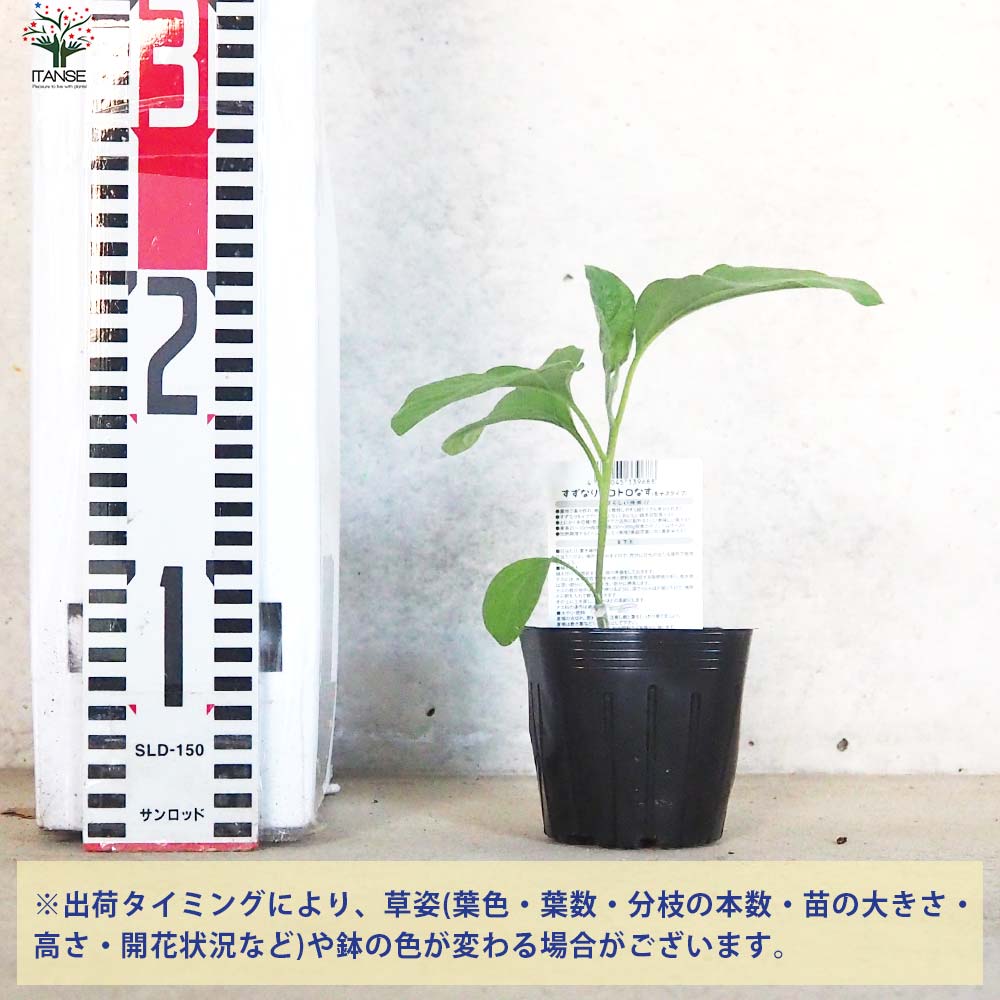 ナスの苗 すずなりトロトロなす(長ナスタイプ) 接木苗2個~【野菜の苗 9cmポット】