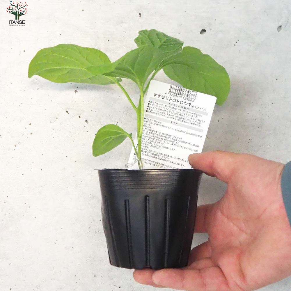ナスの苗 すずなりトロトロなす(長ナスタイプ) 接木苗2個~【野菜の苗 9cmポット】