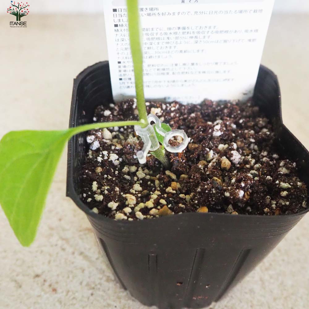 ナスの苗 すずなりトロトロなす(長ナスタイプ) 接木苗2個~【野菜の苗 9cmポット】