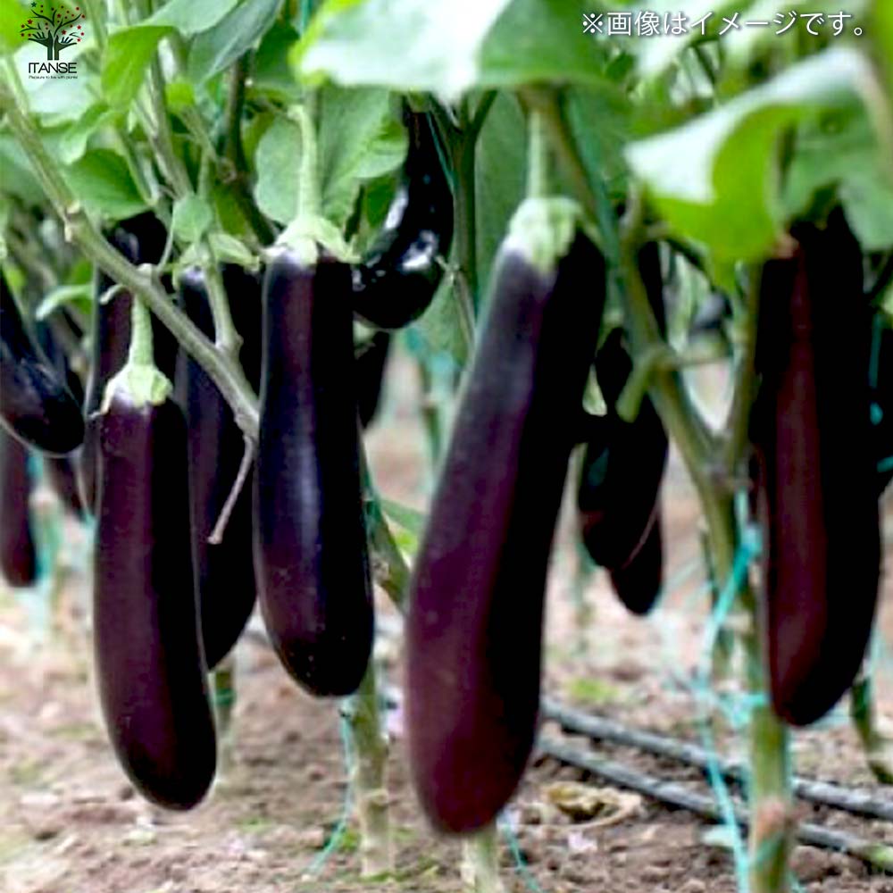 ナスの苗 すずなりトロトロなす(長ナスタイプ) 接木苗2個～【野菜の苗