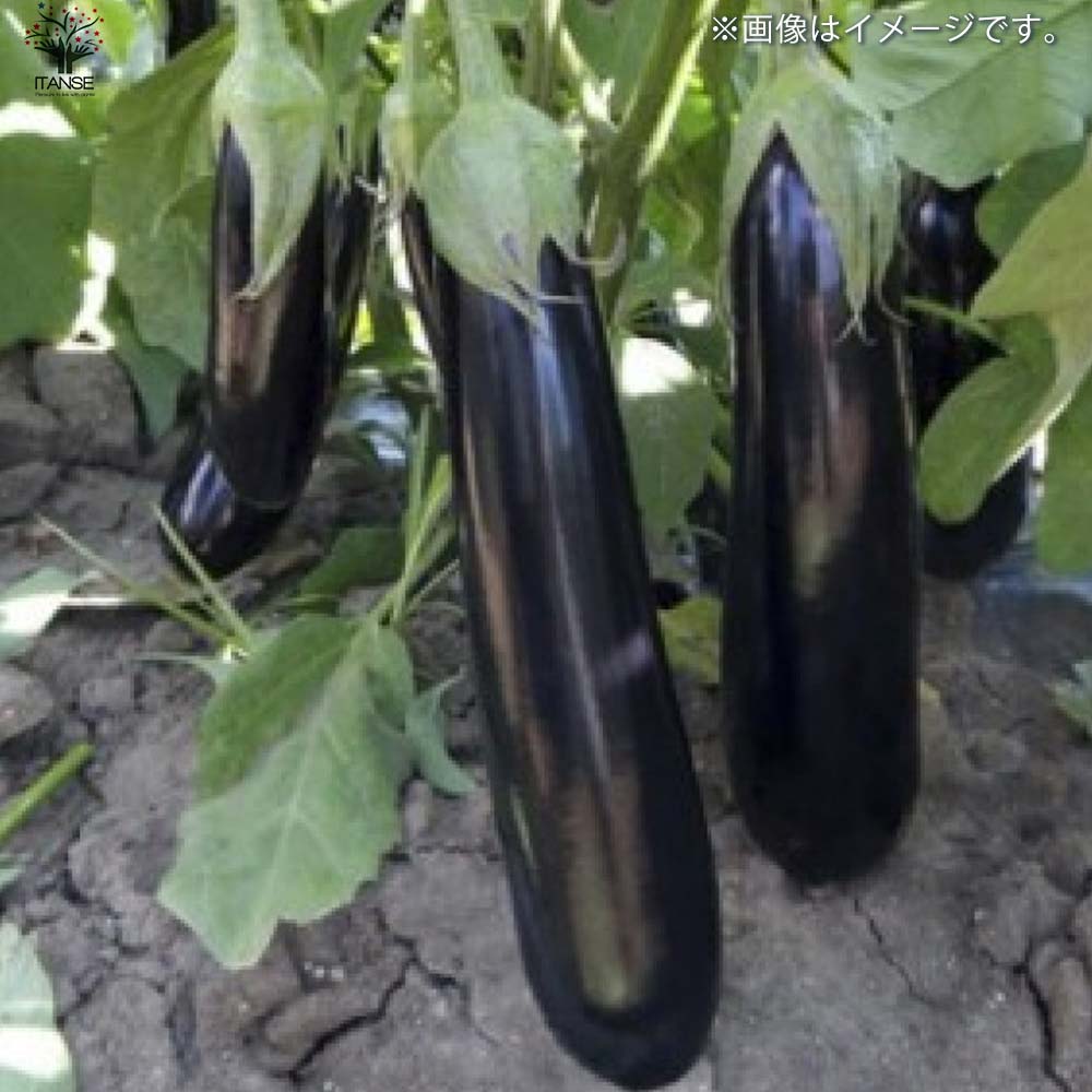 ナスの苗 すずなりトロトロなす(長ナスタイプ) 接木苗2個~【野菜の苗 9cmポット】
