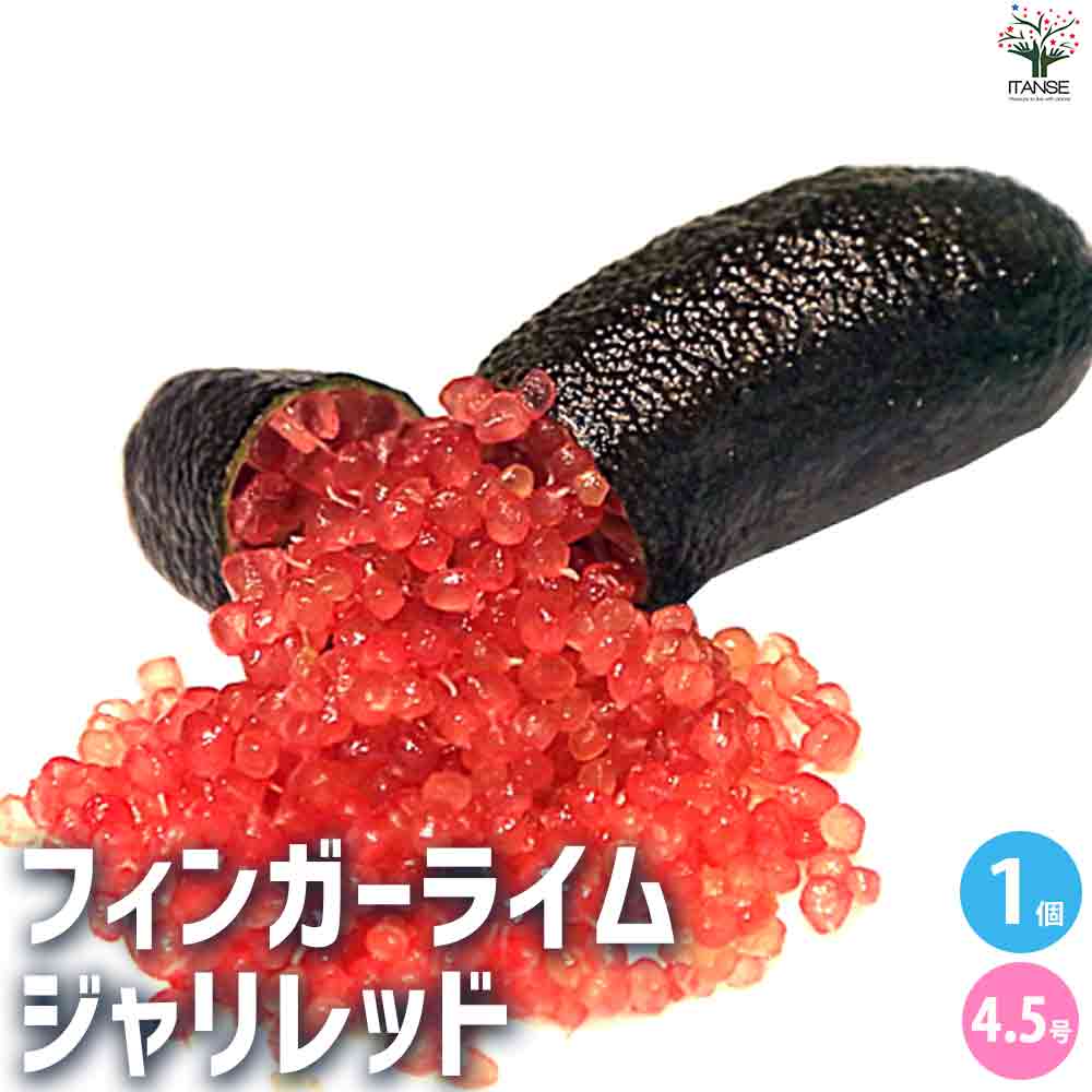 フィンガーライム　ジャリーレッド　パープルブリス　リックスレッド３品種　接ぎ木 フィンガーライム ジャリーレッド パープルブリス リック