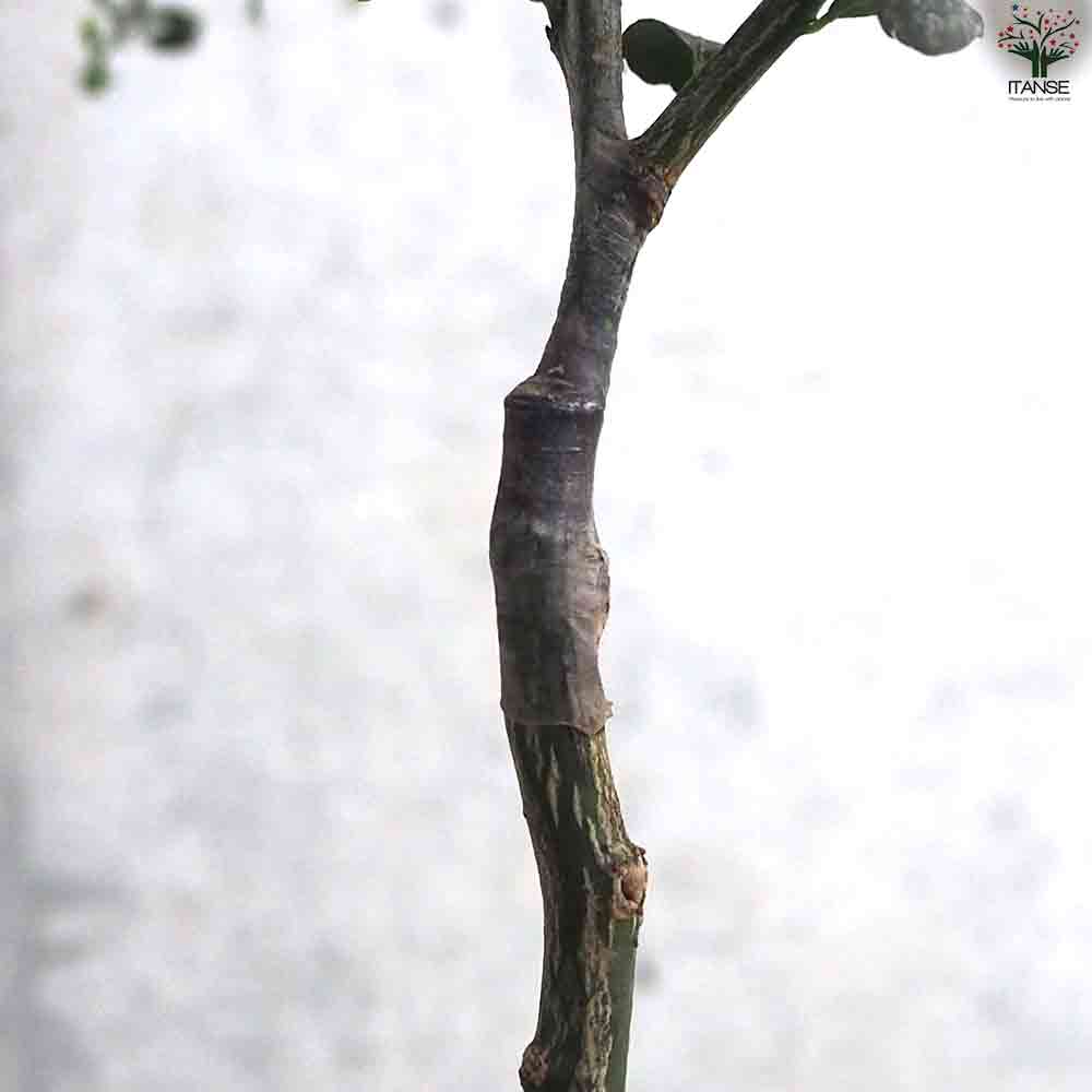 フィンガーライム ジャリレッド 【果樹の苗木 4.5号ポット／1個売り】