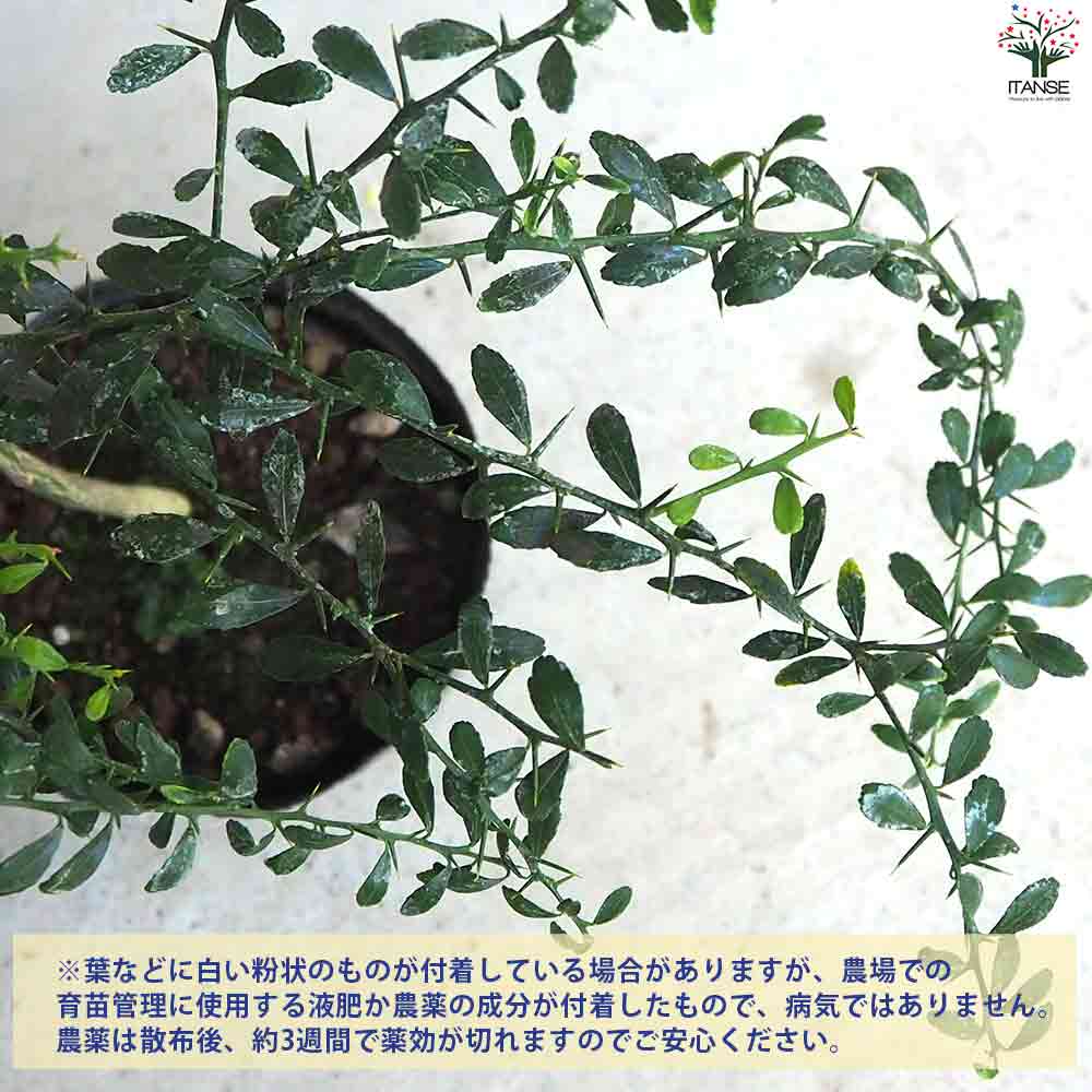 フィンガーライム ジャリレッド 【果樹の苗木 4.5号ポット／1個売り】