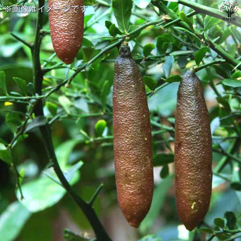 フィンガーライム ジャリレッド 【果樹の苗木 4.5号ポット／1個売り】