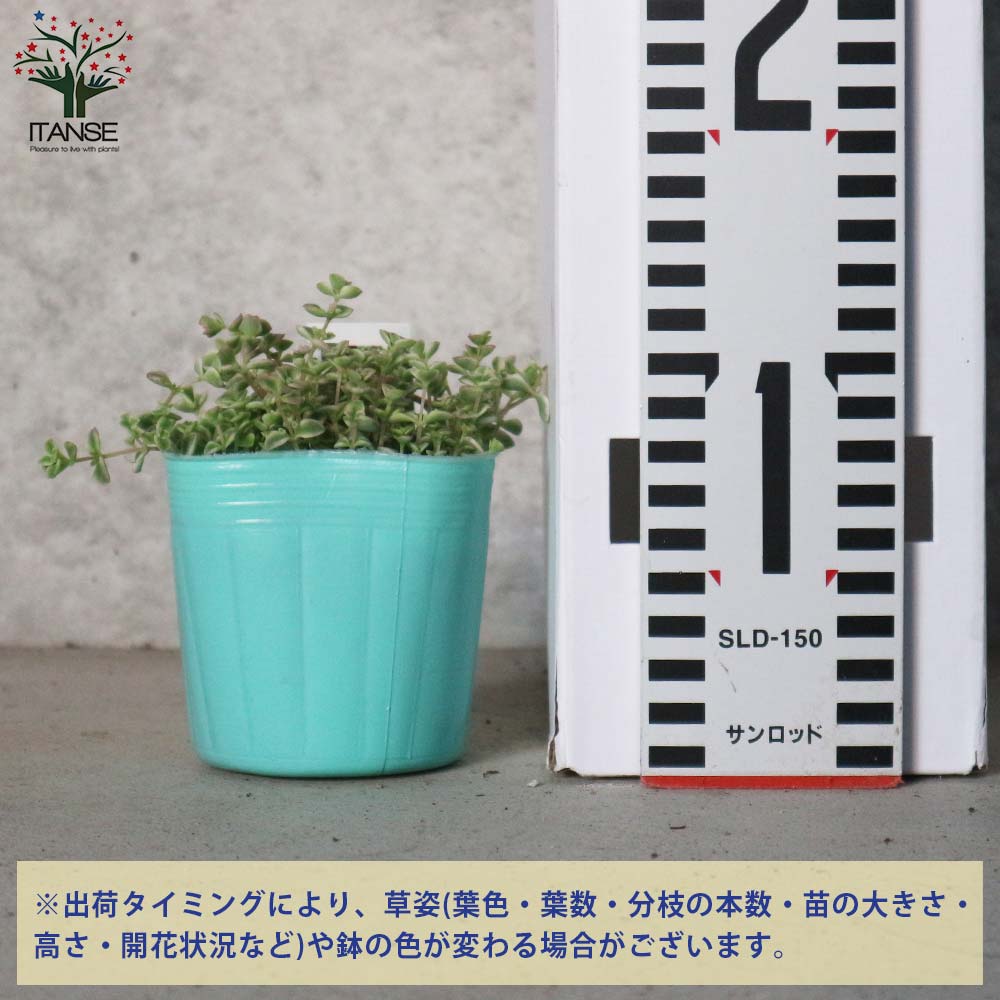 セダム・リトルミッシー 2.5～3号ポット苗2個～【花苗 2.5～3号ポット苗 多肉植物／グランドカバー】
