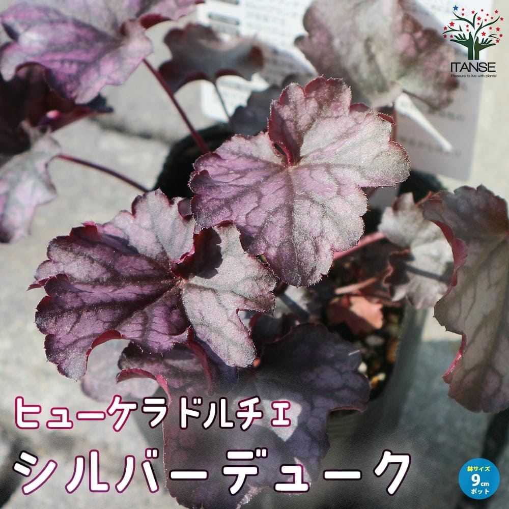 ヒューケラ・ドルチェ・シルバーデューク 【花苗 9cmポット苗 カラーリーフ・多年草】