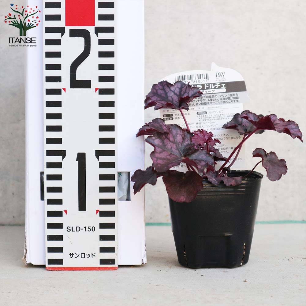 ヒューケラ・ドルチェ・シルバーデューク 【花苗 9cmポット苗 カラーリーフ・多年草】