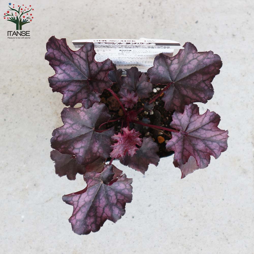 ヒューケラ・ドルチェ・シルバーデューク 【花苗 9cmポット苗 カラーリーフ・多年草】