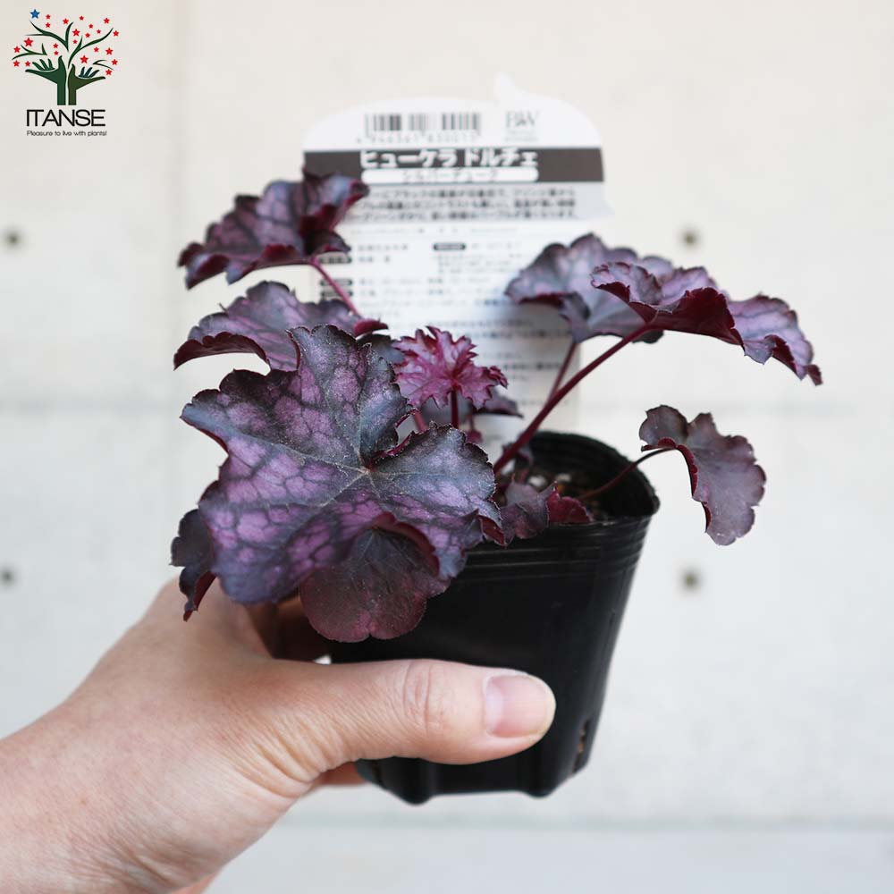 ヒューケラ・ドルチェ・シルバーデューク 【花苗 9cmポット苗 カラーリーフ・多年草】