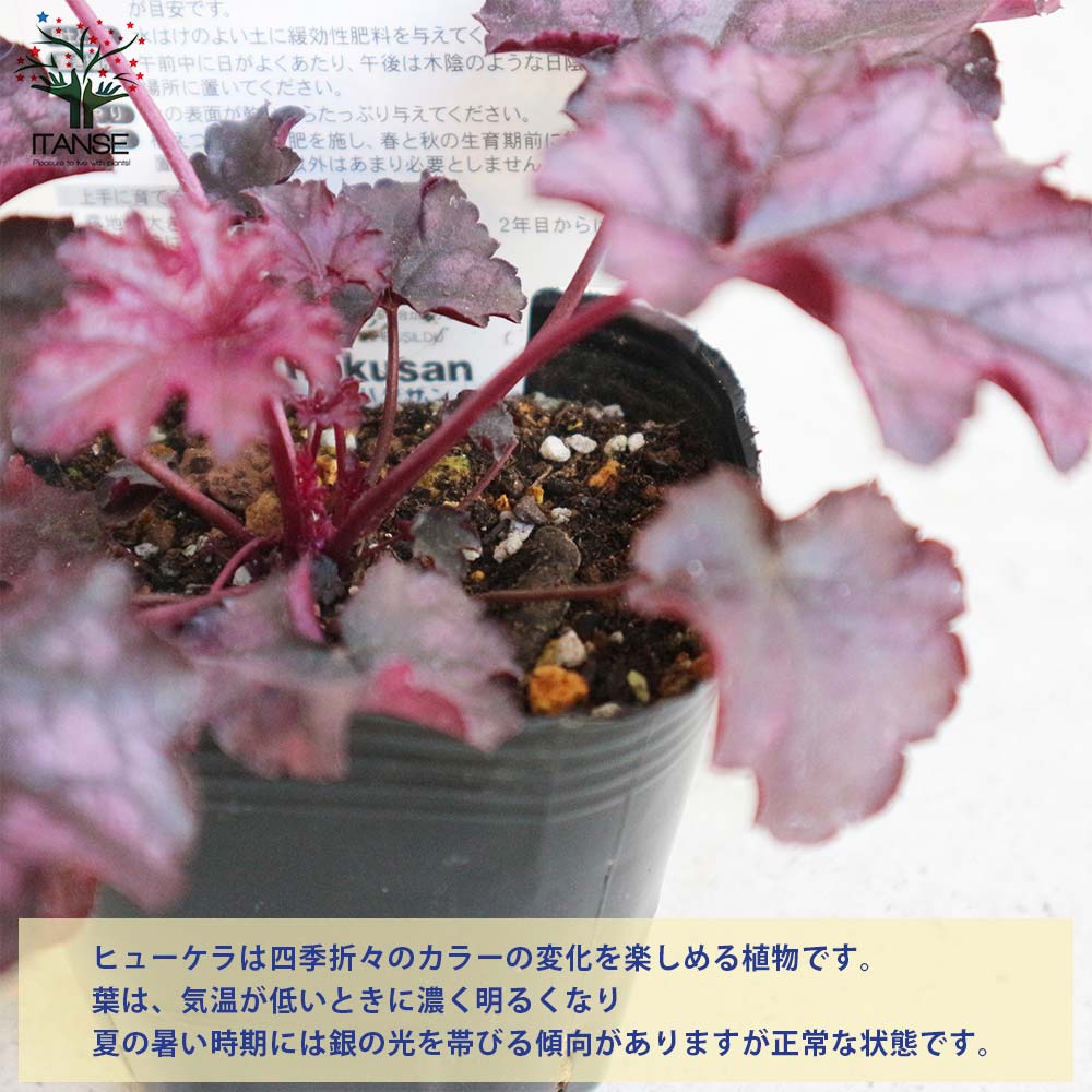 ヒューケラ・ドルチェ・シルバーデューク 【花苗 9cmポット苗 カラーリーフ・多年草】