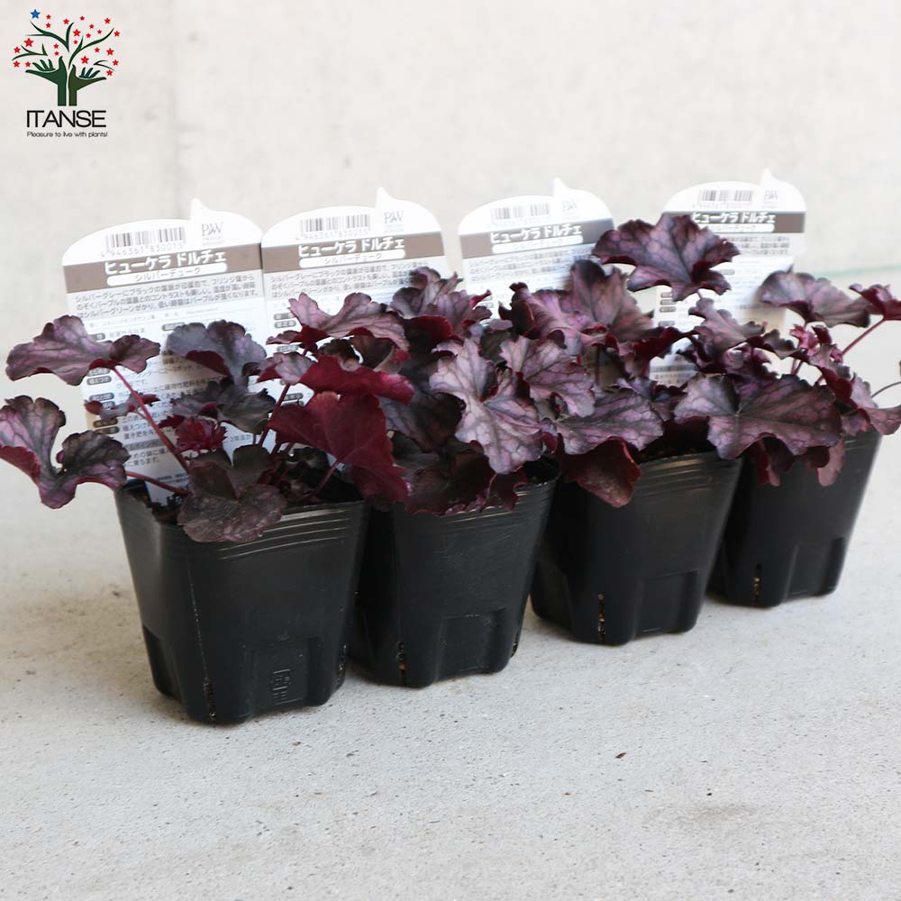 ヒューケラ・ドルチェ・シルバーデューク 【花苗 9cmポット苗 カラーリーフ・多年草】