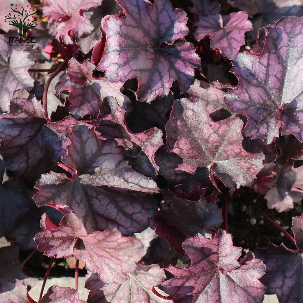 ヒューケラ・ドルチェ・シルバーデューク 【花苗 9cmポット苗 カラーリーフ・多年草】