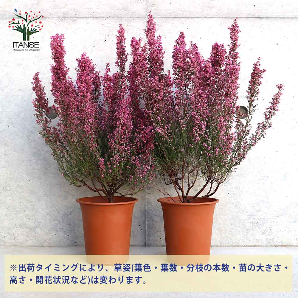 淡雪エリカ・プリティーレッド(濃ピンク)【庭木 4号～5号鉢】