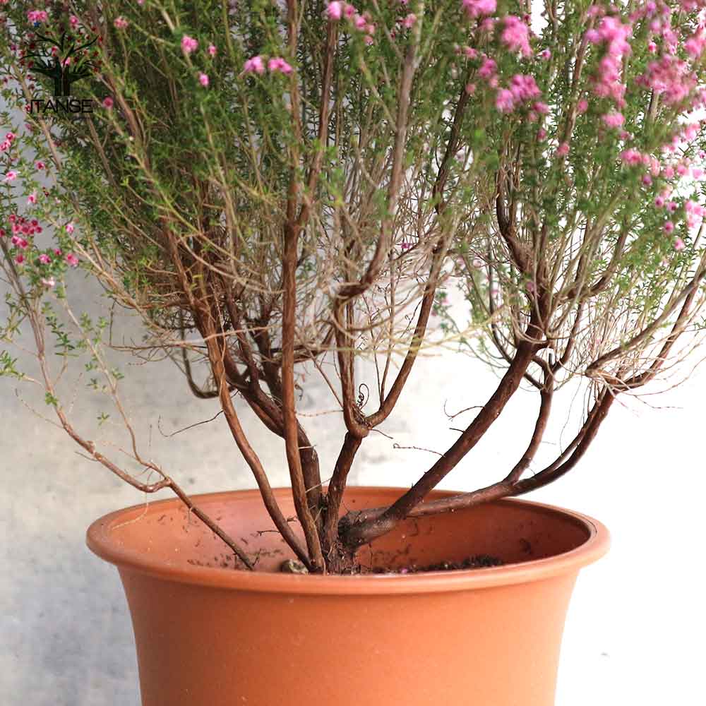 淡雪エリカ・プリティーレッド(濃ピンク)【庭木 4号～5号鉢】