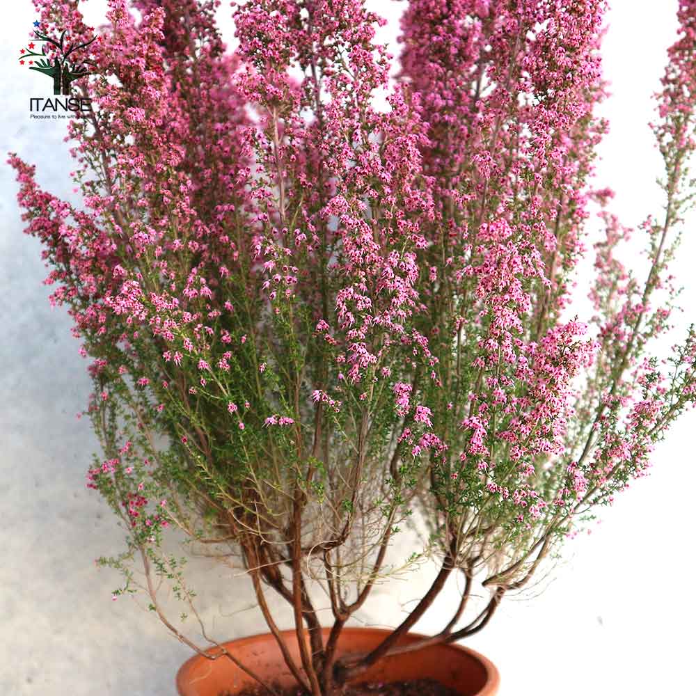 淡雪エリカ・プリティーレッド(濃ピンク)【庭木 4号～5号鉢】