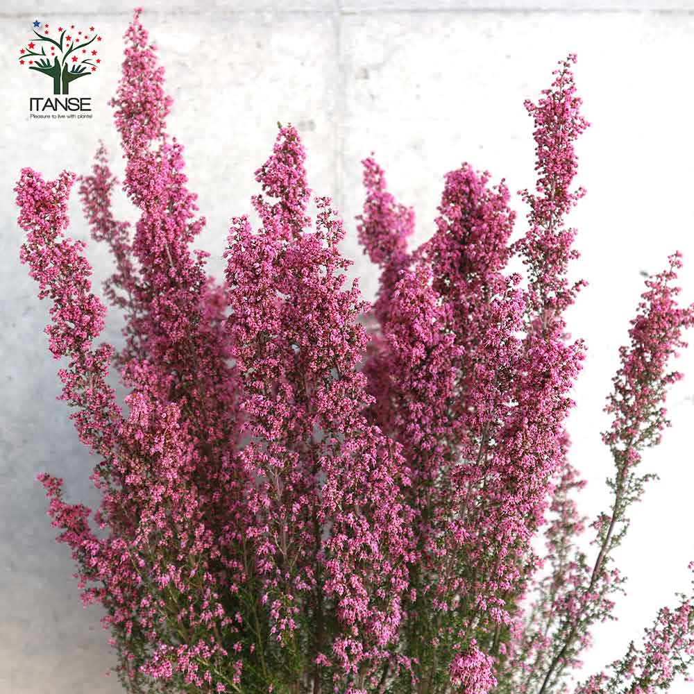 淡雪エリカ・プリティーレッド(濃ピンク)【庭木 4号～5号鉢】