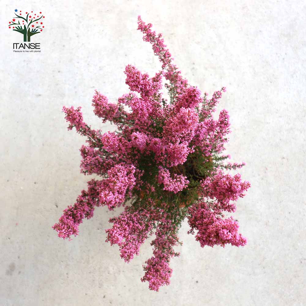 淡雪エリカ・プリティーレッド(濃ピンク)【庭木 4号～5号鉢】