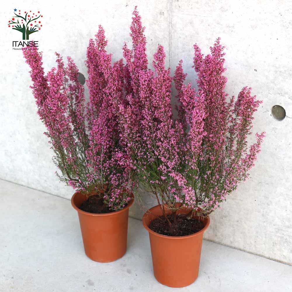 淡雪エリカ・プリティーレッド(濃ピンク)【庭木 4号～5号鉢】