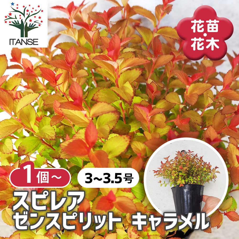 ジモモ　茶色 🤎38cm LABUBU🤎ジモモ🤎茶色🤎