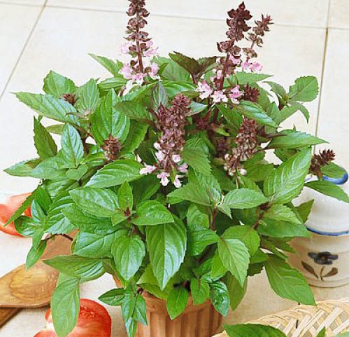 シナモンバジル【ハーブ苗9cmポット／3個セット】