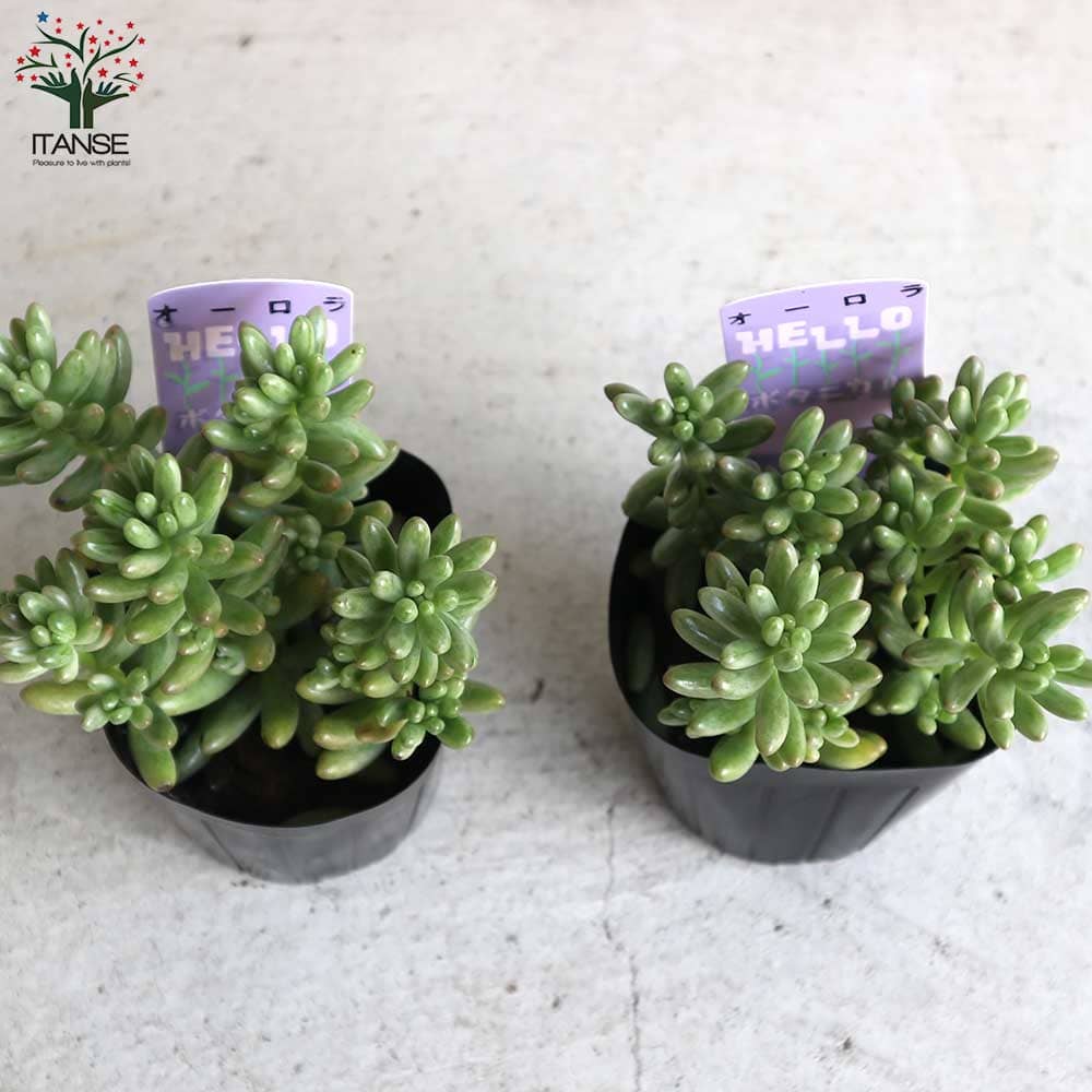 ✿多肉植物・オーロラ✿ オーロラ