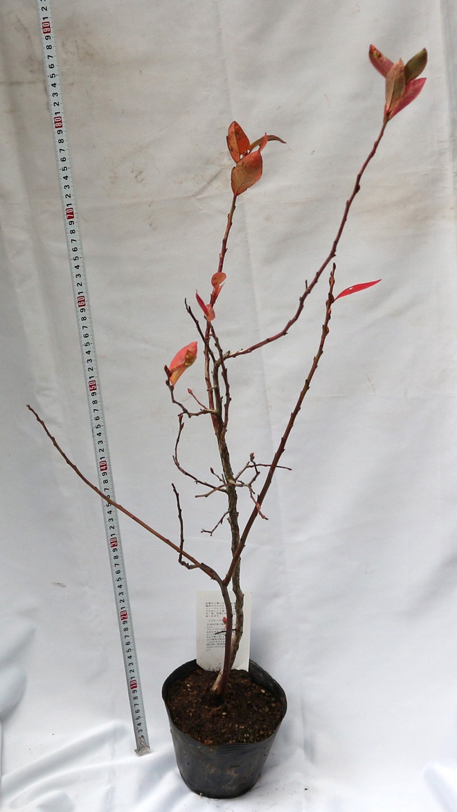 ブルーレイ」人気のハイブッシュ系ブルーベリー苗木15cmポット(3年生