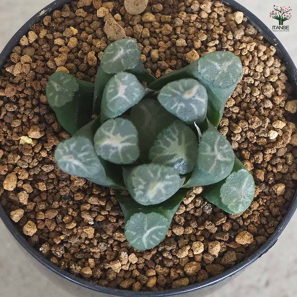 ハオルチア(赤) 万象・夕焼雲 【多肉植物 2.5号ポット／1個売り