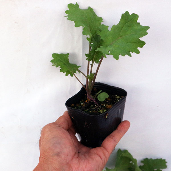 「ロシアンケールの苗 お買い得3個セット」【野菜苗9cmポットお買い得3個セット】