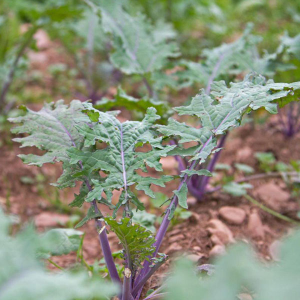 「ロシアンケールの苗 お買い得3個セット」【野菜苗9cmポットお買い得3個セット】