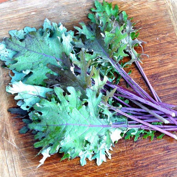 「ロシアンケールの苗 お買い得3個セット」【野菜苗9cmポットお買い得3個セット】