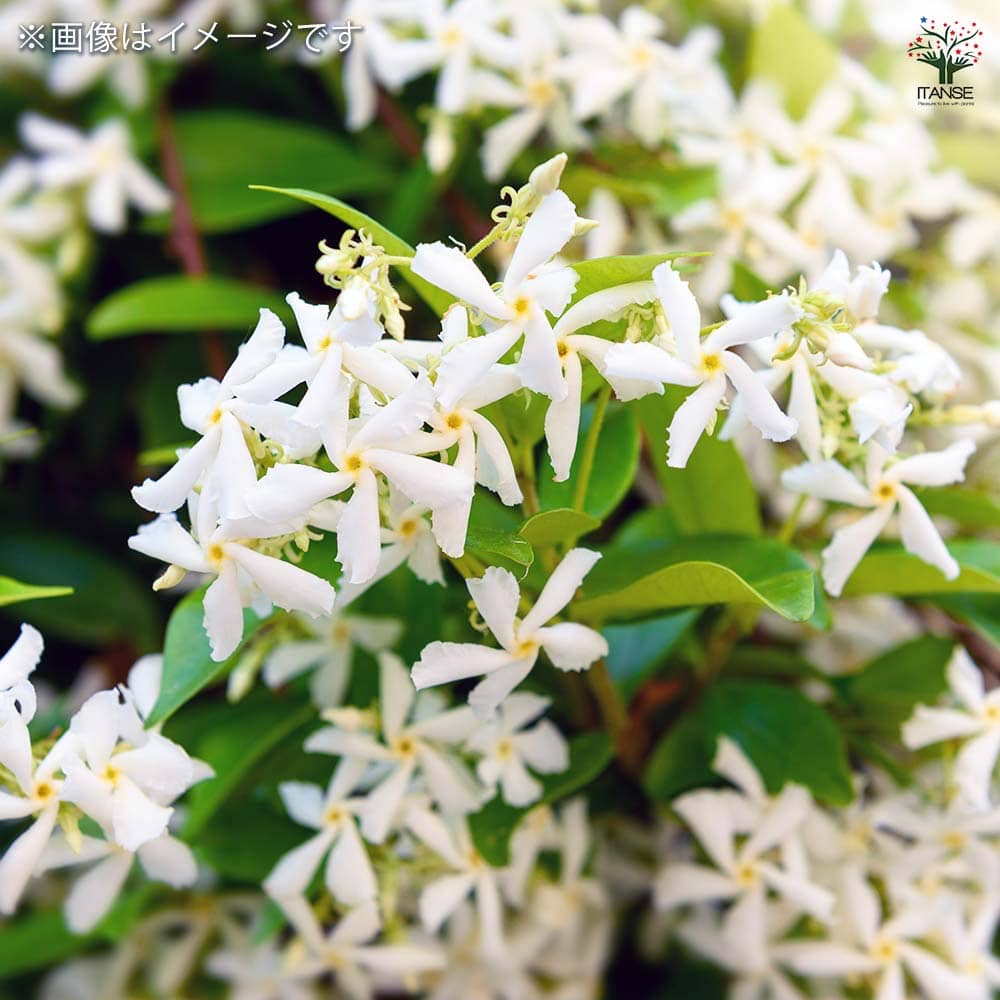 スタージャスミン 【花木苗 4.5号鉢／1個売り】｜ 【植物の