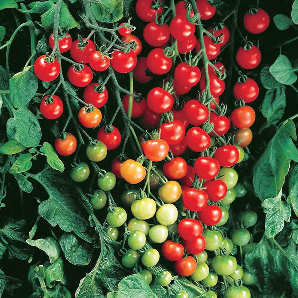 珍しいトマトとなすの苗7本セット 大人気！お買い得！野菜苗お楽しみバラエティーセット【野菜苗9