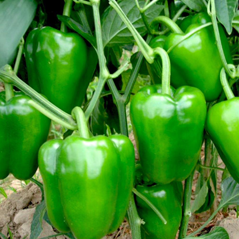 大人気！お買い得！野菜苗お楽しみバラエティーセット【野菜苗9～10.5cmポット／9個セット】