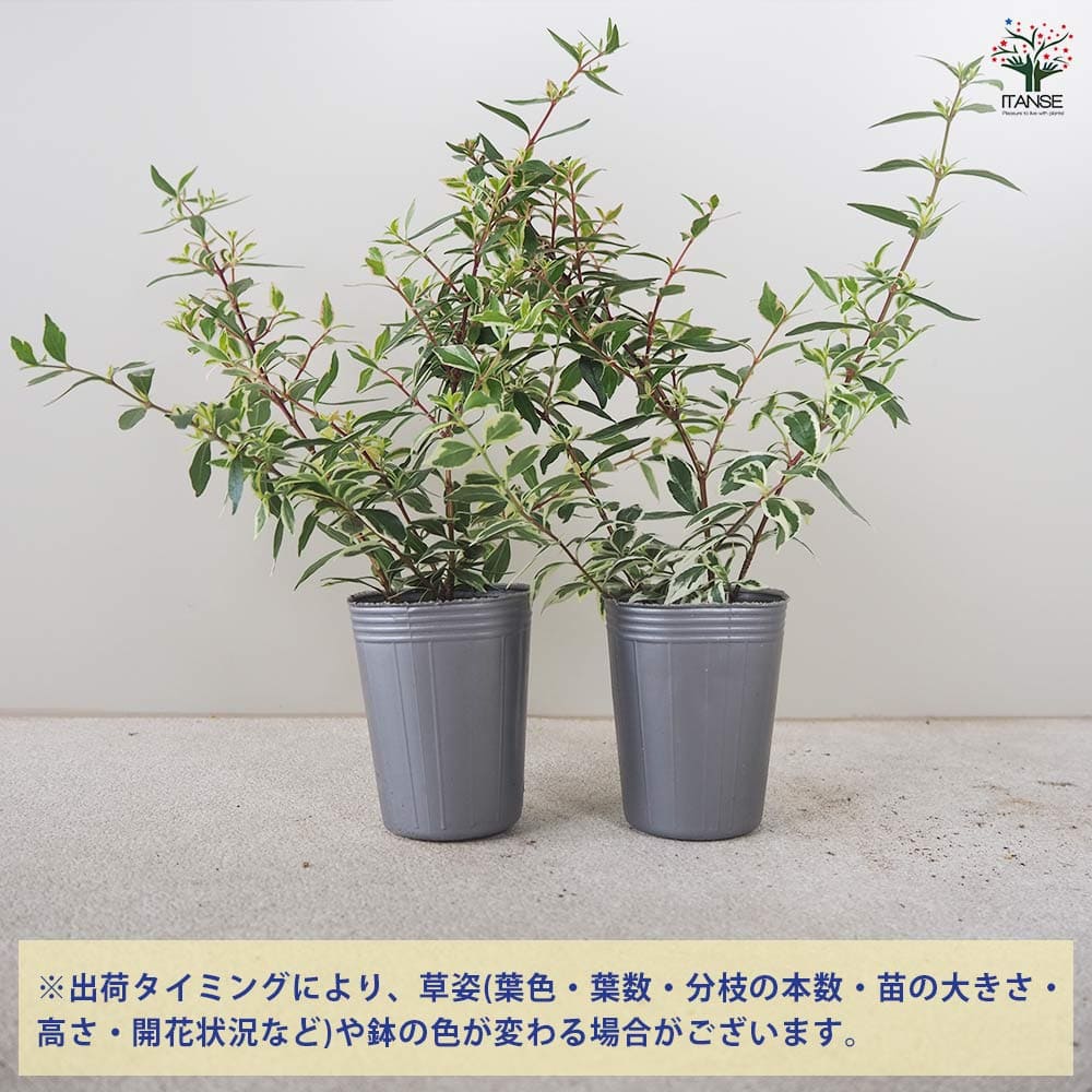 アベリア コンフェッティ 2個～【花木苗 2.5号ポット】｜ 【植物の