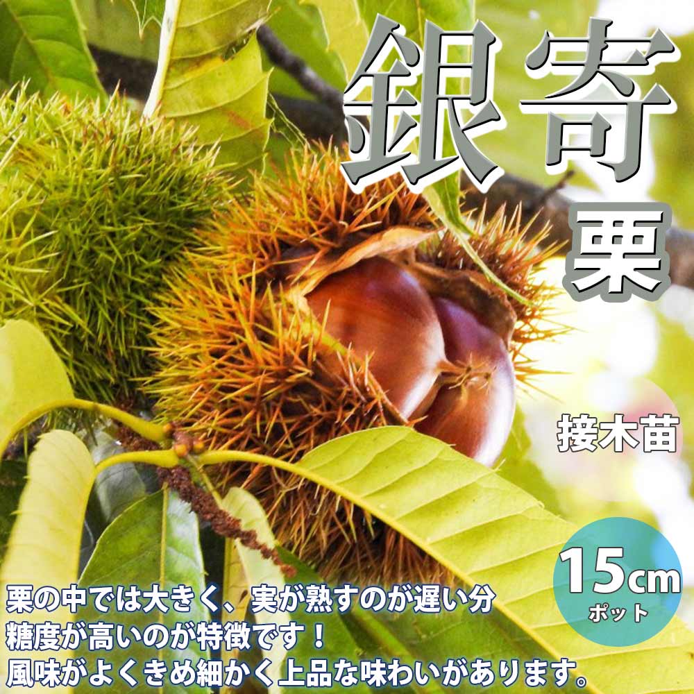栗の苗木 銀寄【果樹苗／15cmポット接木苗／1個】